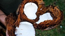 hands holding open coconuts