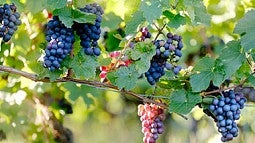 grapes on the vine