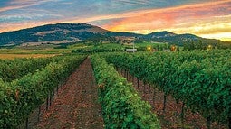 Oregon vineyard